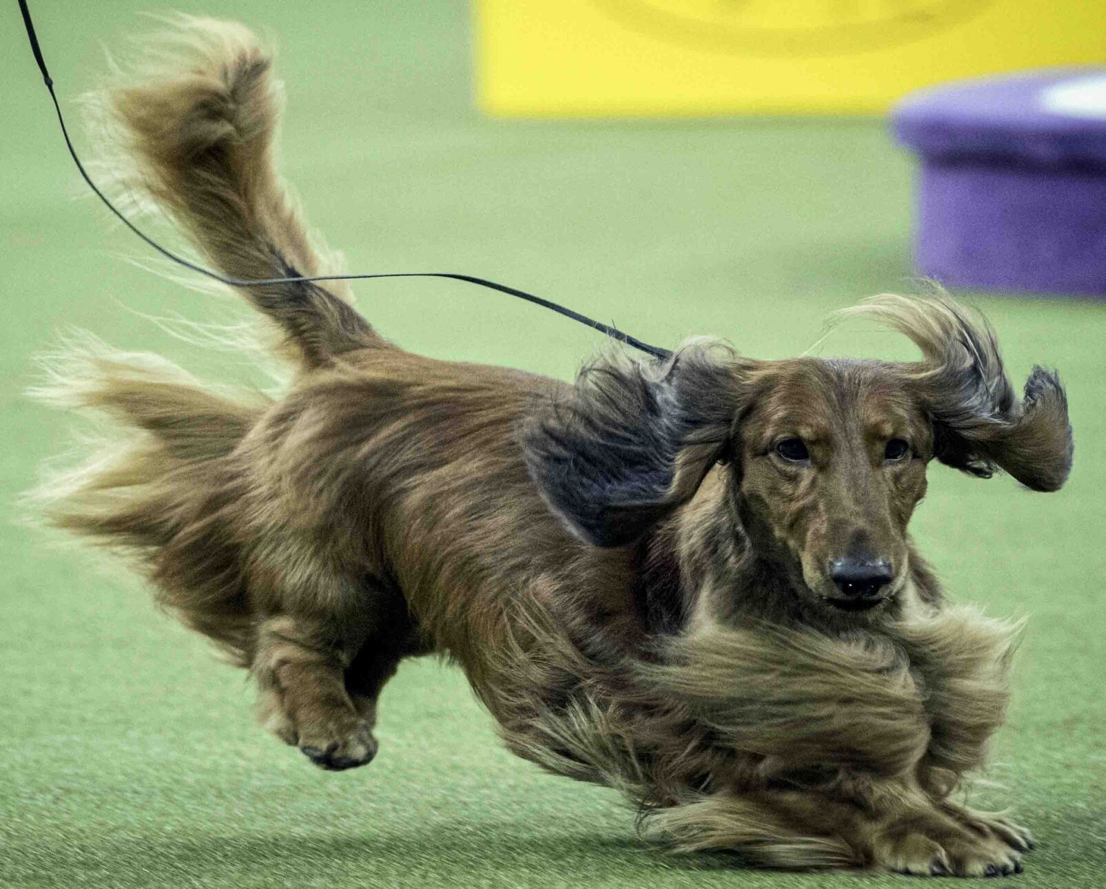 10. Dachshund